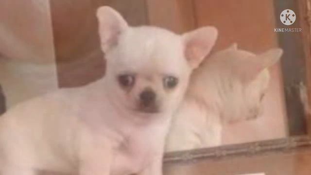 Школьник нашел в кустах маленького щенка и принес его домой. Вот кем он стал спустя время