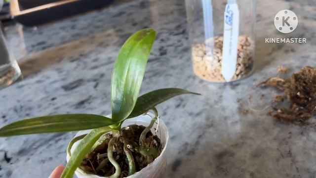 Орхидея POM #equestris #phal грибок на листьях , орхидея подмерзла продолжение истории с доходягой смотреть онлайн