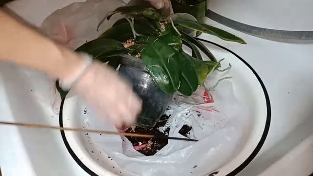 Орхидеи на грани мусорки. Насекомым бой. Забрала спасти??? смотреть онлайн