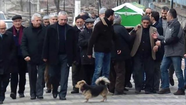 Преданный пёс каждый день приходит на могилу своего хозяина смотреть онлайн