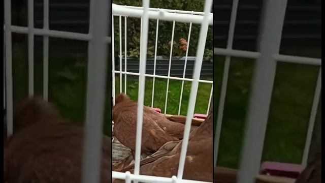 Вы Скорее Всего Не Видели! ( Смотрите до конца ) Узбекские двухчубые голуби. Tauben. Pigeons смотреть онлайн