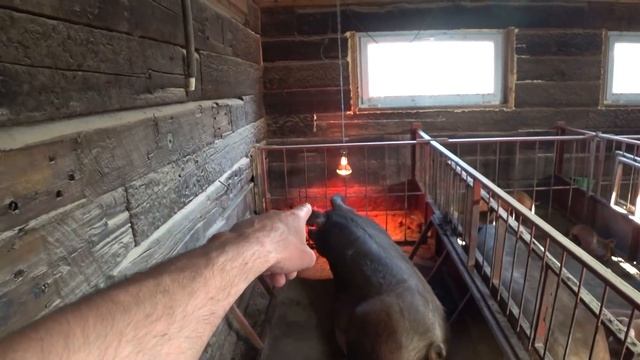 Забор от соседки сделали сами смотреть онлайн