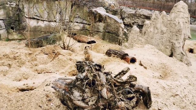 Берлинский зоопарк смотреть онлайн