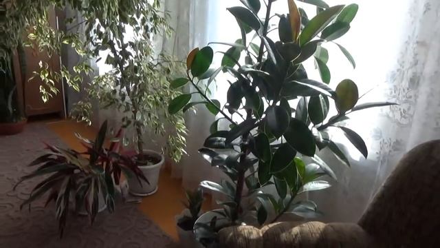 Обзор моих комнатных цветов. смотреть онлайн