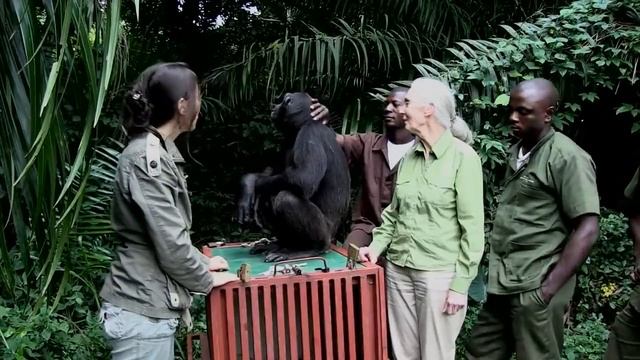 Jane Goodall Releases Chimp смотреть онлайн