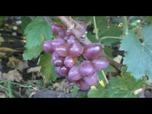 Виноград 2022. Маргарита - огромный розовый кишмиш 1 класса