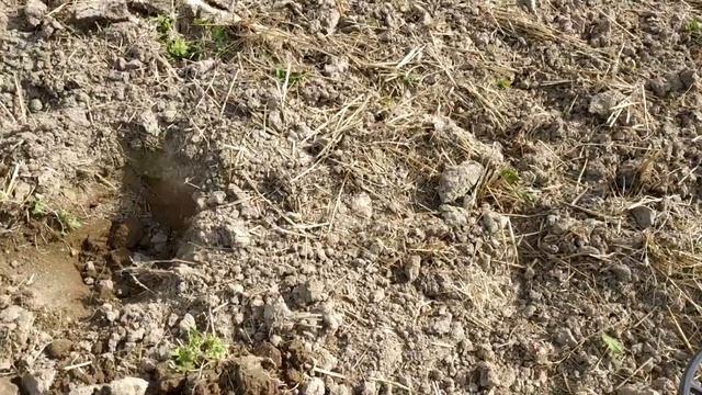 Тест та робота металошукача Gauss MD + Mars Discavery смотреть онлайн