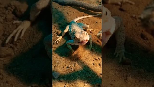 Изменчивая агама кушает. Trapelus mutabilis смотреть онлайн