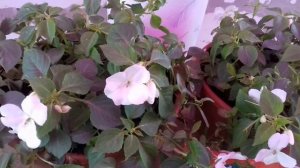 БАЛЬЗАМИН ЗАЦВЁЛ.ЧЕМ ПОДКОРМИТЬ ДЛЯ ОБИЛЬНОГО ЦВЕТЕНИЯ.