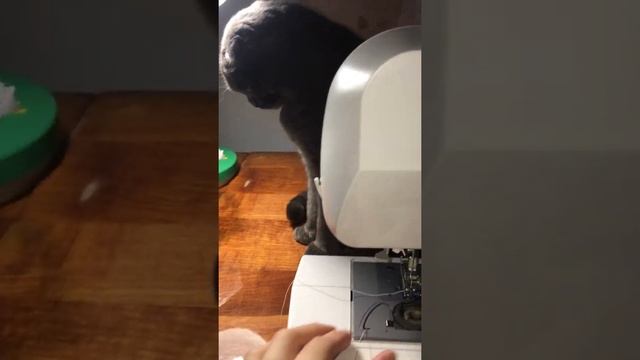 Муся мешает Ма смотреть онлайн
