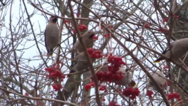 СВИРИСТЕЛИ смотреть онлайн