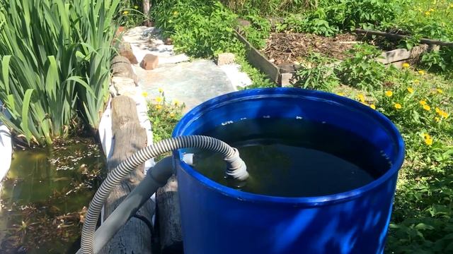 Свой пруд. Вода зеленая, но форель живет. Как укрыть корни нимфей от карпов. смотреть онлайн