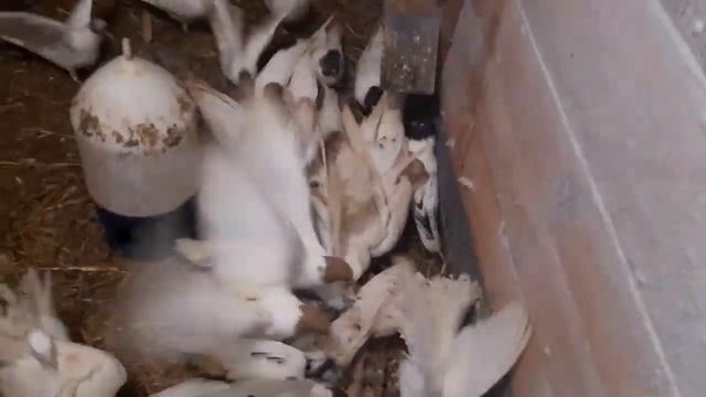 Иранские бойные голуби//Головатые//Голубята в морозы смотреть онлайн