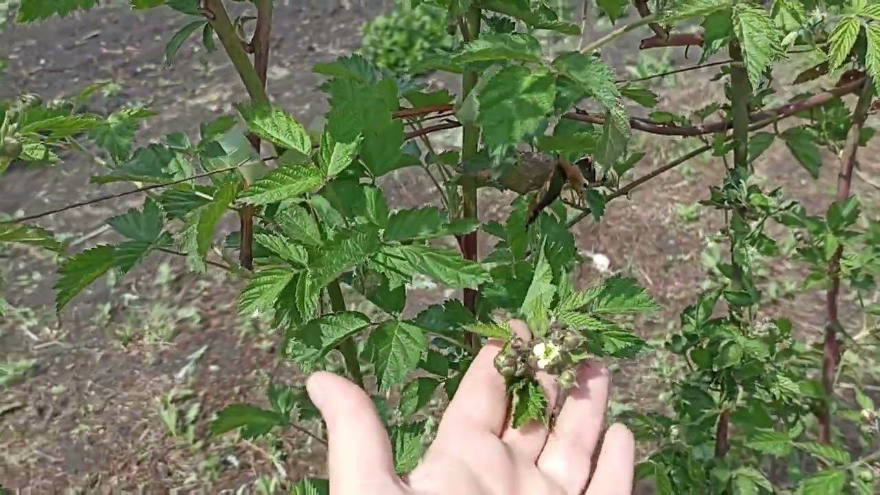 25 мая зацвели самые ранние сорта ежевики смотреть онлайн