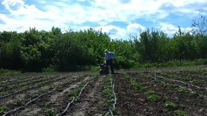 Мотокультиватор Тарпан рыхление и прополка самодельным  плоскорезом