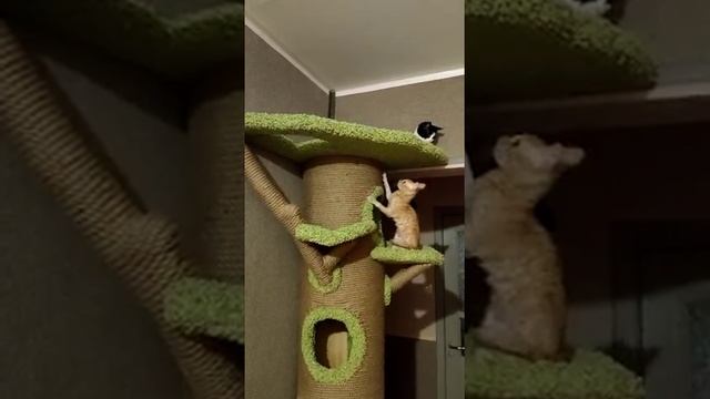 Красные кошки уральский рекс .Котёнок Мишка в новом доме. смотреть онлайн