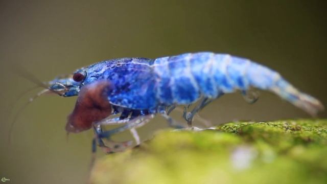 Планария - лютый аквариумный хищник смотреть онлайн