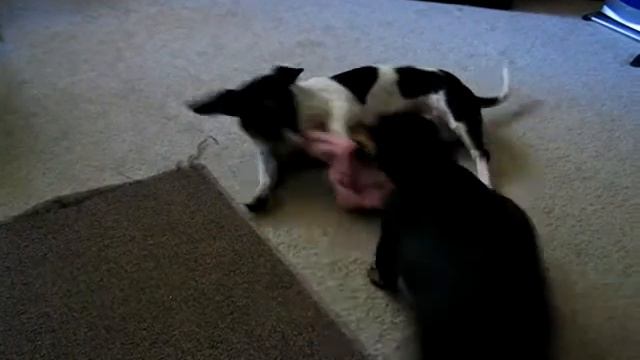7/12/2006 Tuggy Puppies смотреть онлайн