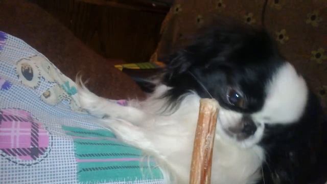 Японский Хин (Манюня) смотреть онлайн