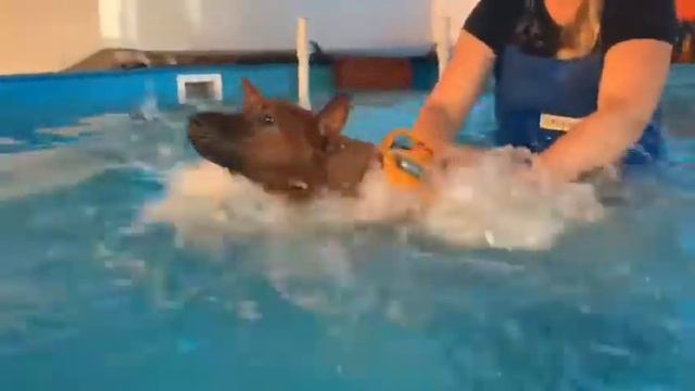 Тайский риджбек.Swimming pool and Thairidgeback dog смотреть онлайн