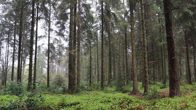 Read with me in the misty forest? English countryside, enchanted music and birds forest ambience смотреть онлайн