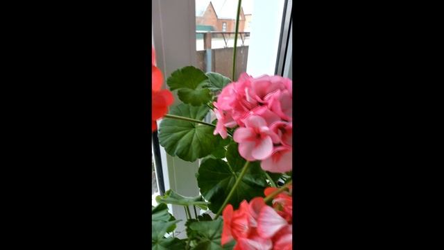 Пеларгония. #цветокпеларгония. смотреть онлайн