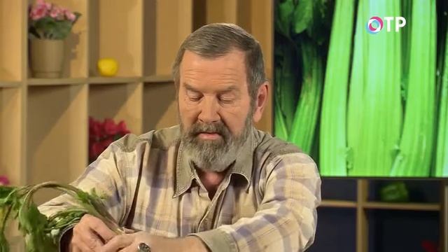 Выращивание зелени на подоконнике зимой смотреть онлайн