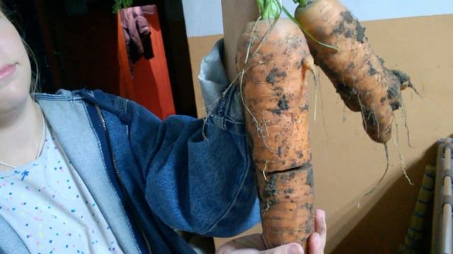 Морковь без удобрений и химикатов. смотреть онлайн