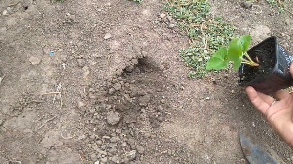 Когда и как сажать клубнику