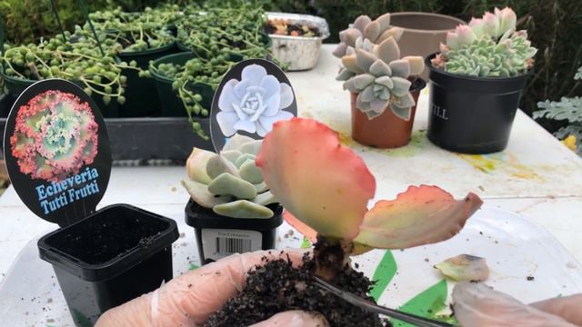 How to Save ROTTED SUCCULENTS смотреть онлайн
