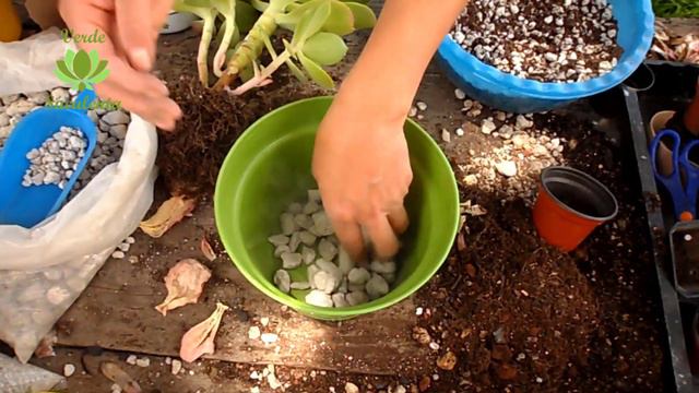 😉Así que vamos a trasplantar la Echeveria pallida.🌵🌱 смотреть онлайн