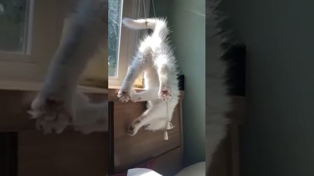 Играл с жалюзи и проиграл 
#shorts