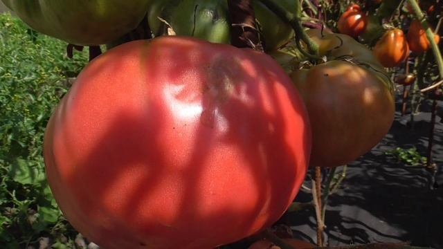 ТОМАТ СОВЕТСКИЙ - ИЗ НАШЕГО ДЕТСТВА. Ольга Чернова. смотреть онлайн