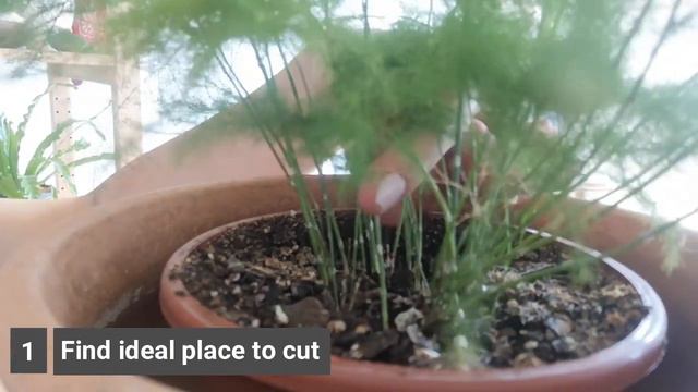 Asparagus Fern Propagation | How To Propagate Asparagus Fern