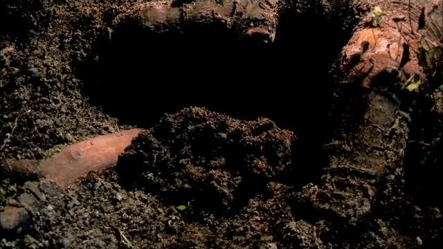 Theraphosa blondi is building his burrow смотреть онлайн