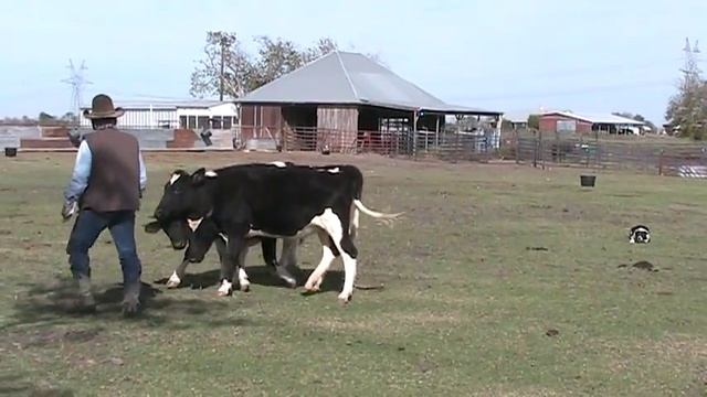 JuHa Ranch herding dog Whistle commands смотреть онлайн