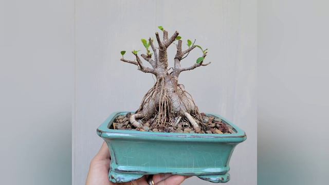 Turning a Ginseng style Ficus into a Banyan Bonsai смотреть онлайн