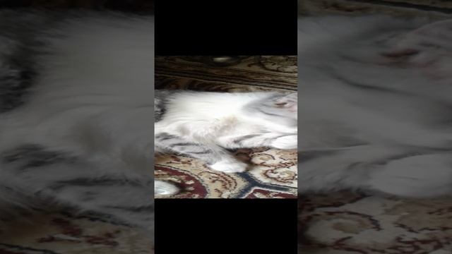 Кошачье утро! смотреть онлайн