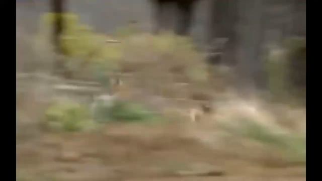 Прикол,Хитрый лис?? смотреть онлайн