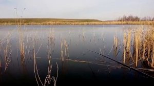 Бешенный клев карася на печень