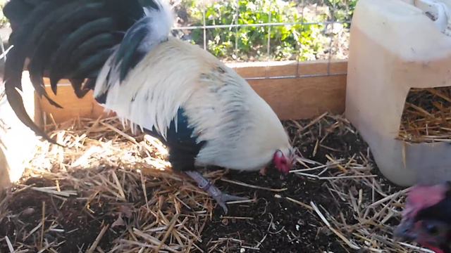 HOLY CROSS GREY BROOD COCK, SID TAYLOR HEN смотреть онлайн