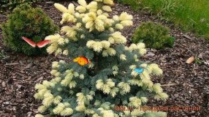 Ель колючая Биалобок (picea bialobok) ? колючая ель Биалобок обзор: как сажать, саженцы ели Биалобо
