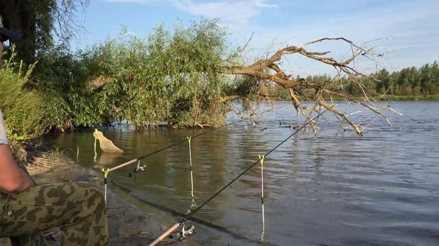 Дон.Невероятно Судак на опарыша. смотреть онлайн