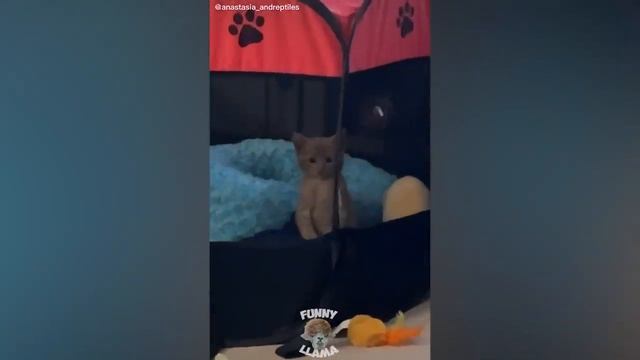 Смешные подборки. Ржака смотреть онлайн