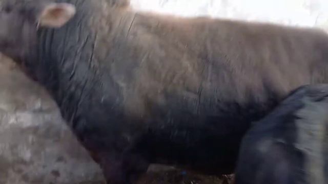самый огромный самый дорогой быка Таджикистан Хатлонская область шахритуз 2022 году смотреть онлайн