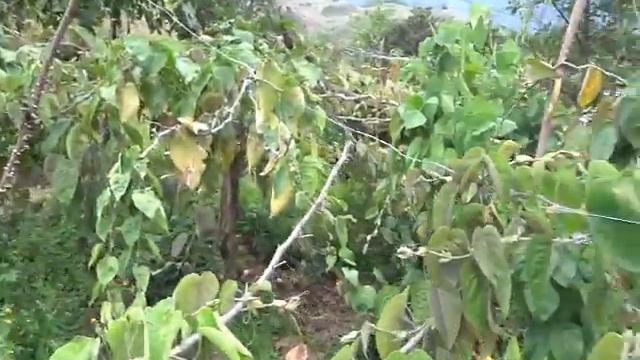 Passifloraceae: Passiflora ligularis смотреть онлайн