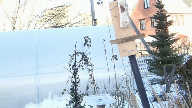 Синицы едят сало и семечками закусывают смотреть онлайн