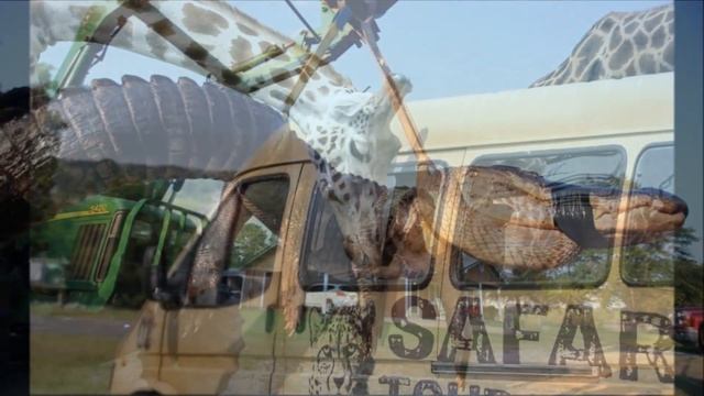 maraqlı şəkillər heyvanlar интересные фотографии животных смотреть онлайн