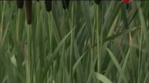 Рогоз широколистный