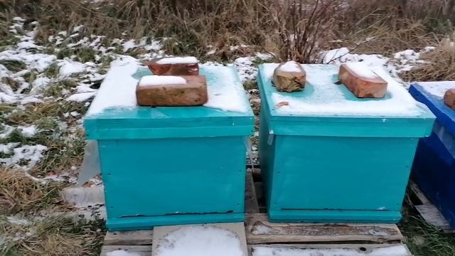 4 декабря! В ульях конденсат!